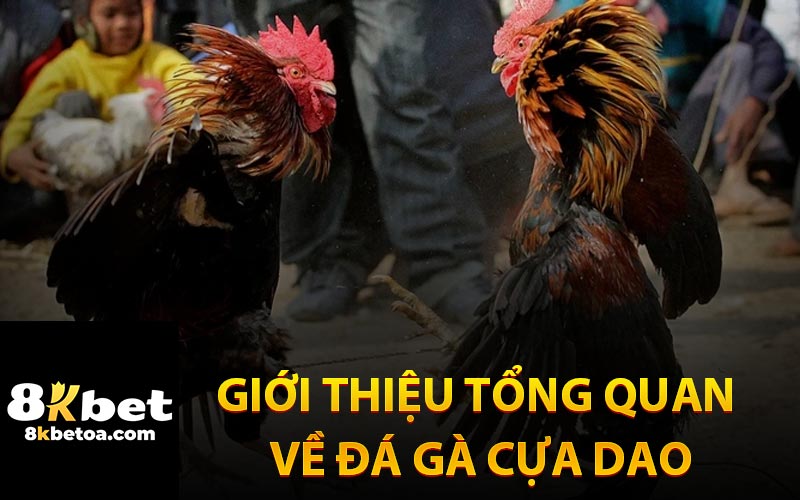 Giới Thiệu Tổng Quan Về Đá Gà Cựa Dao