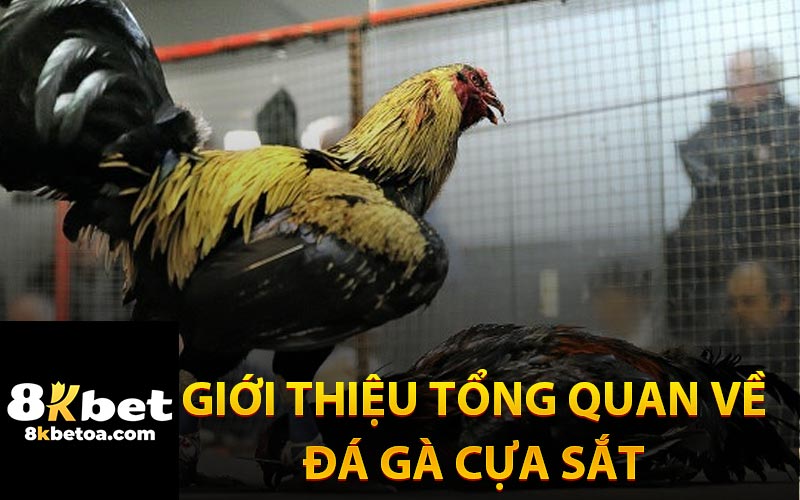 Giới Thiệu Tổng Quan Về Đá Gà Cựa Sắt