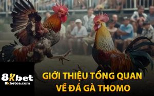 Giới Thiệu Tổng Quan Về Đá Gà Thomo