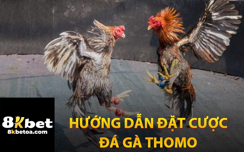 Hướng Dẫn Đặt Cược Đá Gà Thomo Tại Nhà Cái 8KBet