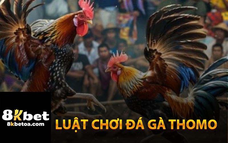 Luật Chơi Đá Gà Thomo Tại Nhà Cái 8KBet