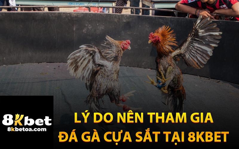 Lý Do Nên Tham Gia Đá Gà Cựa Sắt Tại Nhà Cái 8KBet