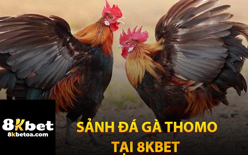 Sảnh Đá Gà Thomo Tại Nhà Cái 8KBet