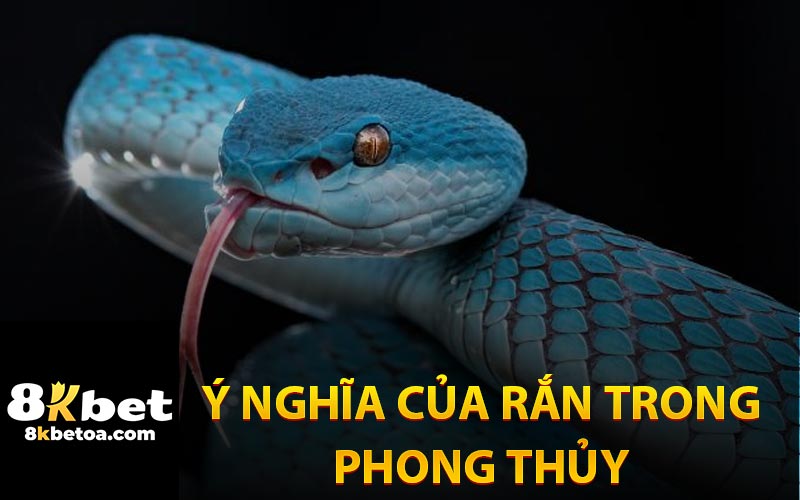 Ý Nghĩa Của Rắn Trong Phong Thủy